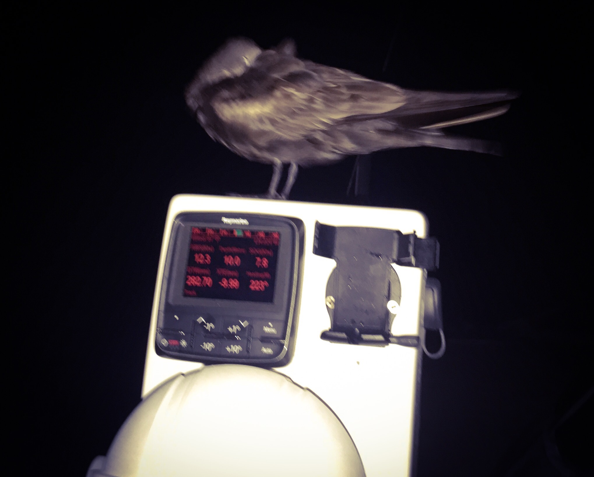 Crazy hitch hiker - rode with us for 70 miles.