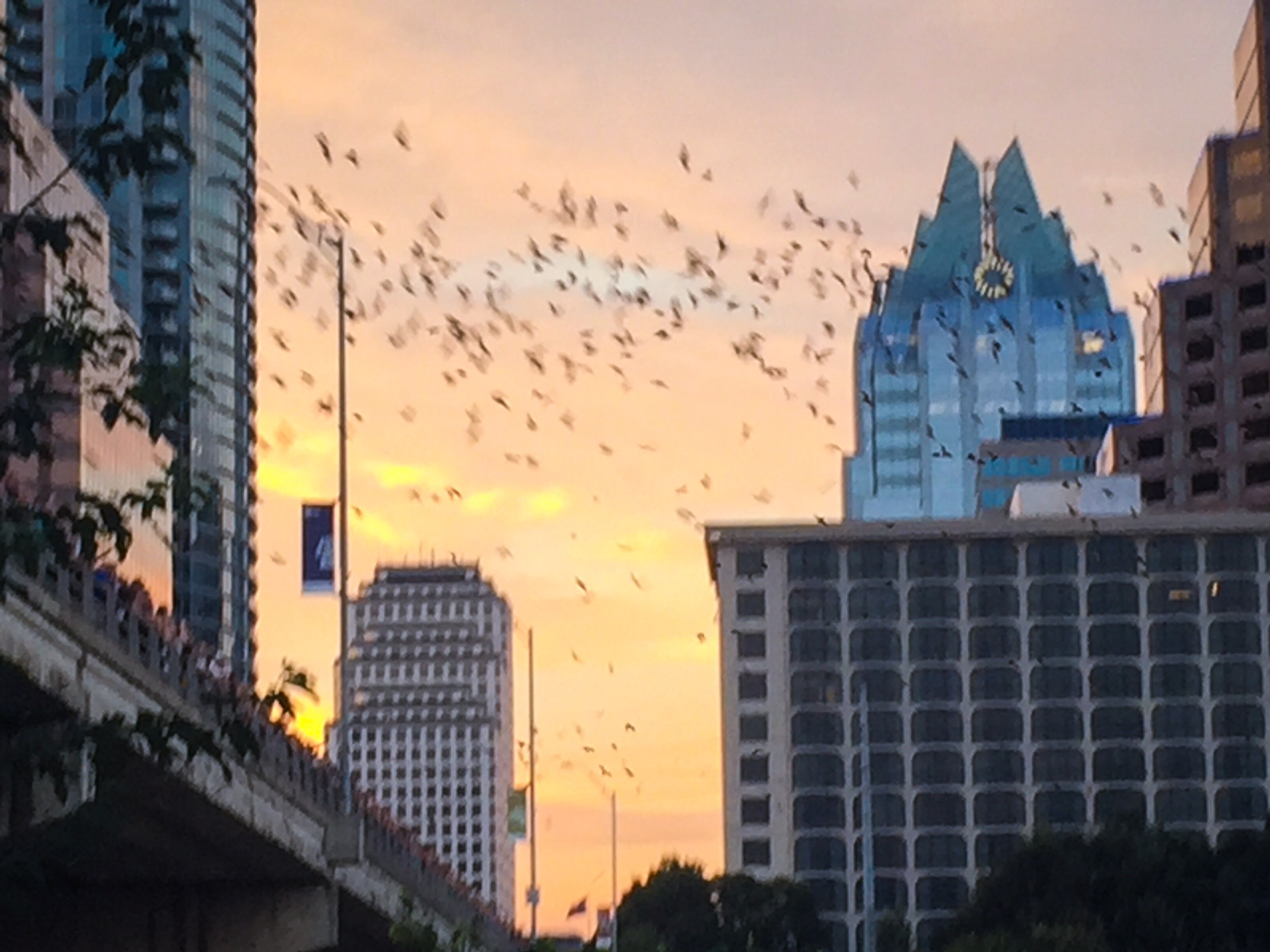 Start of the bats coming out to eat.