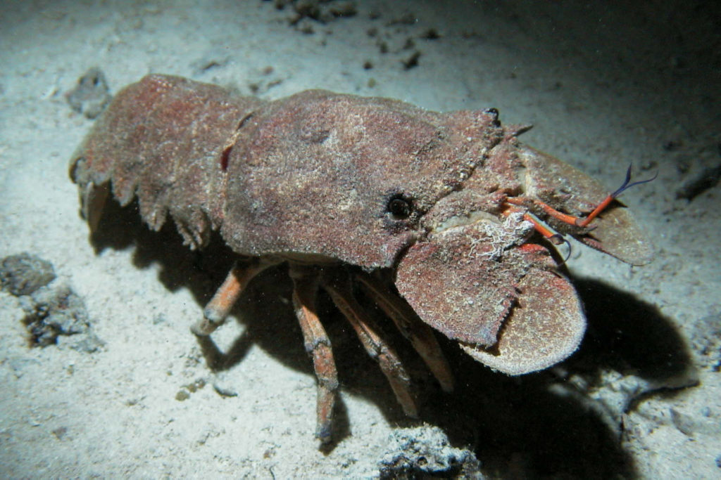 Slipper Lobster dive