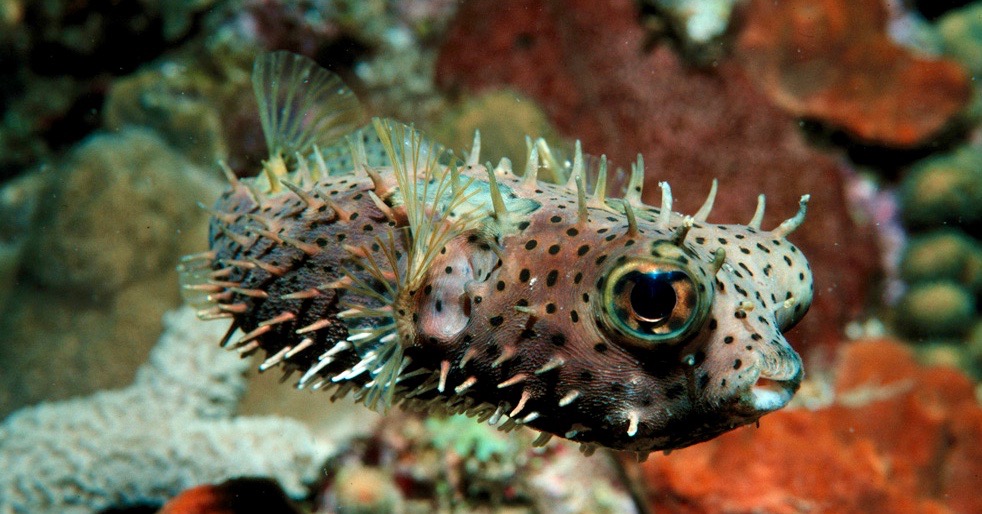 Dive discovery of spiny box puffer