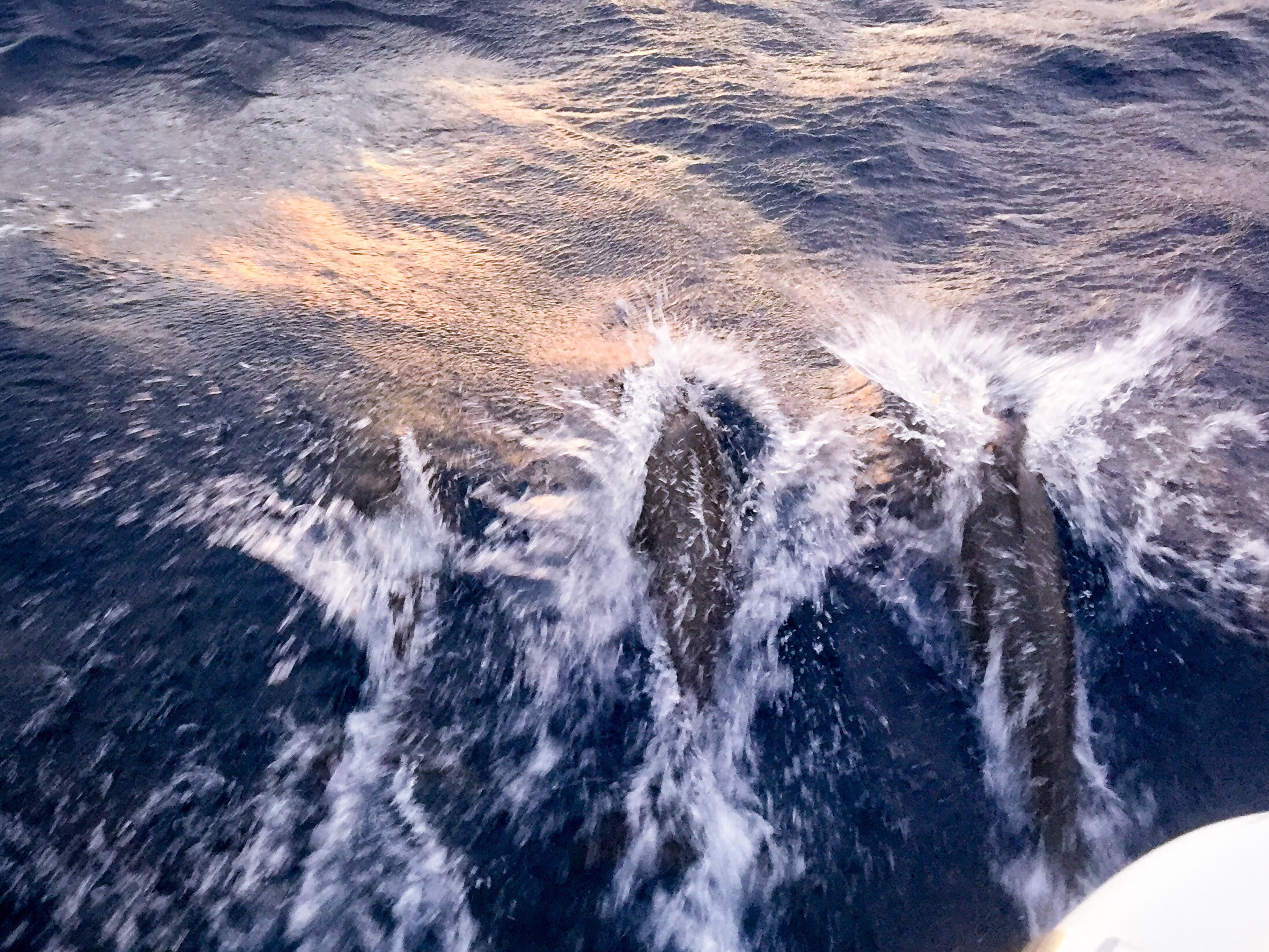 Second pod of dolphins on day two.