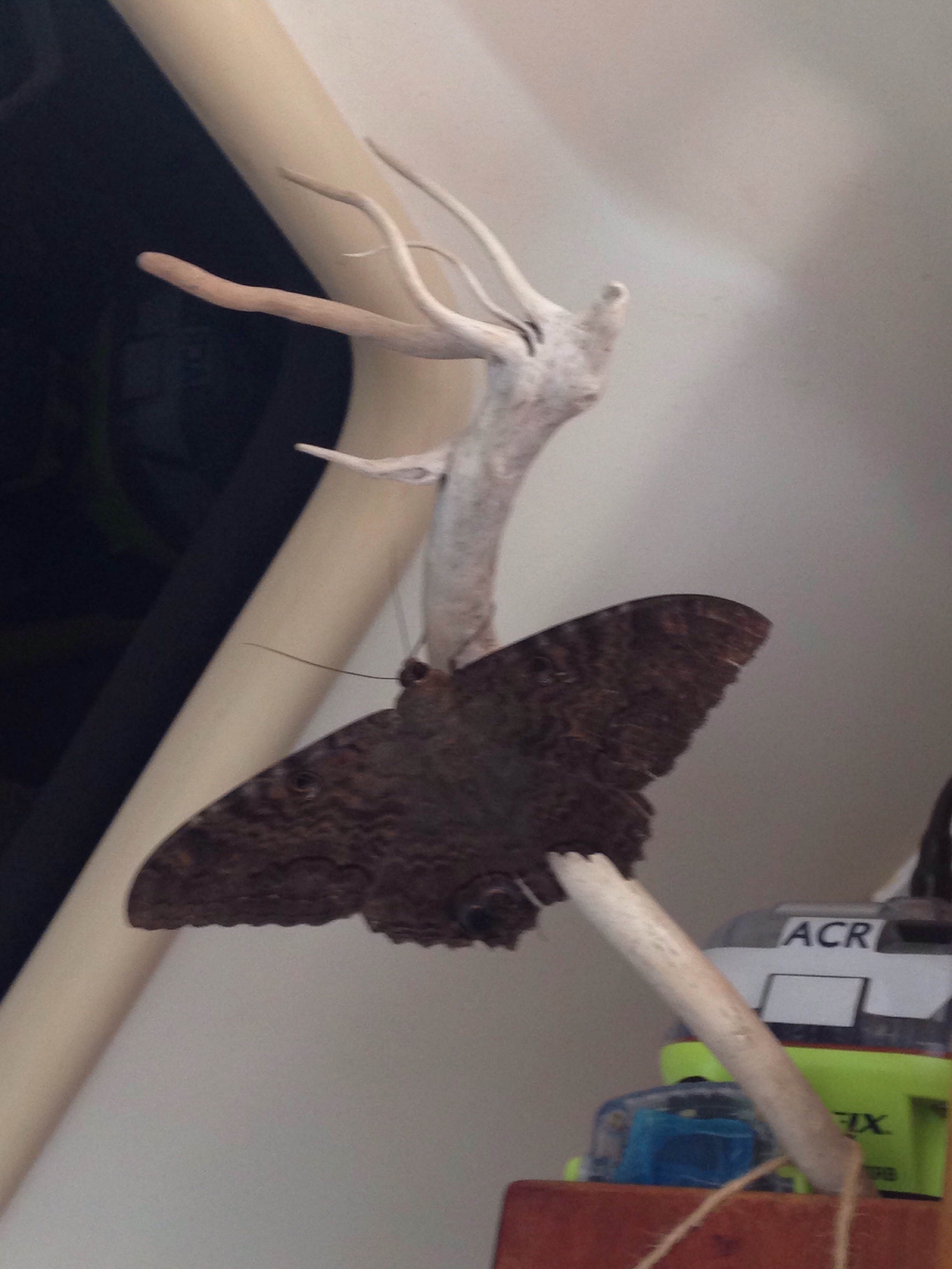 Large moth or butterfly?