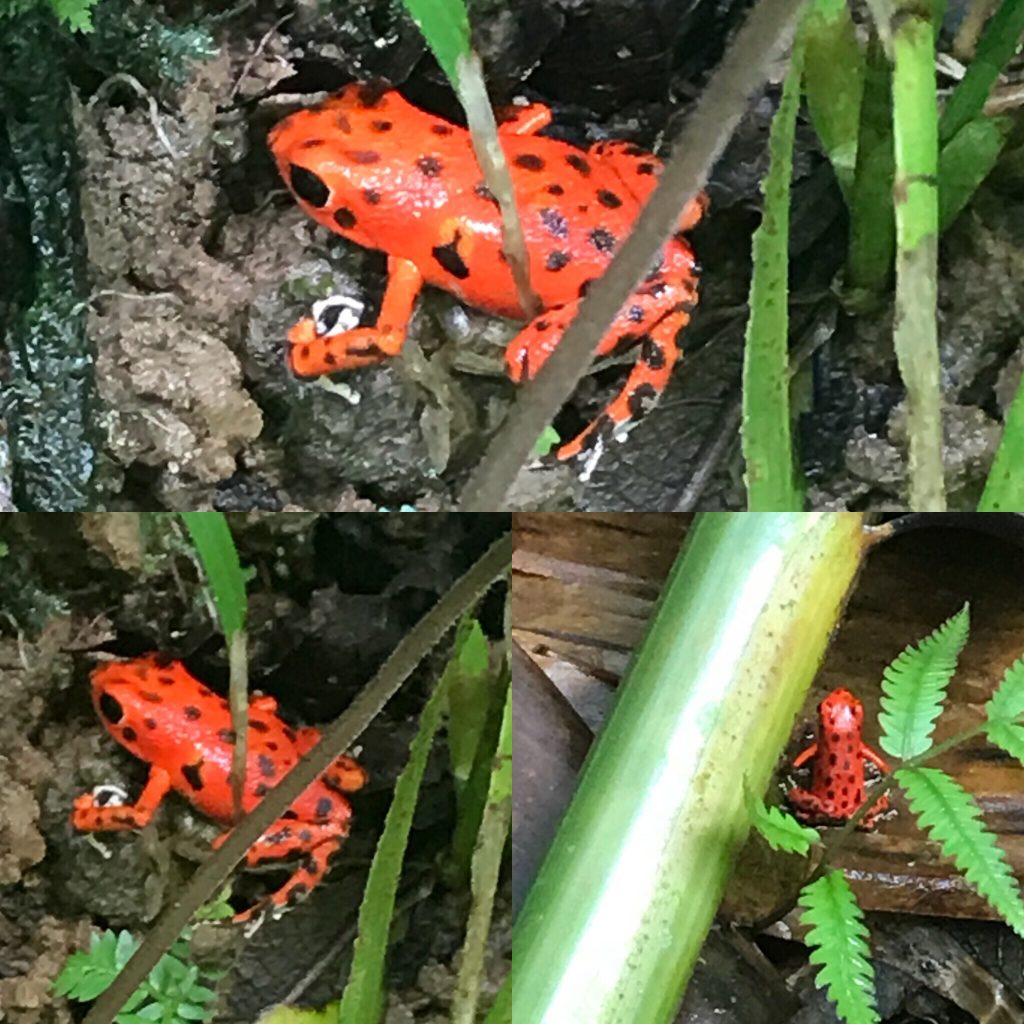 Red Frogs located at Red Frog Marina