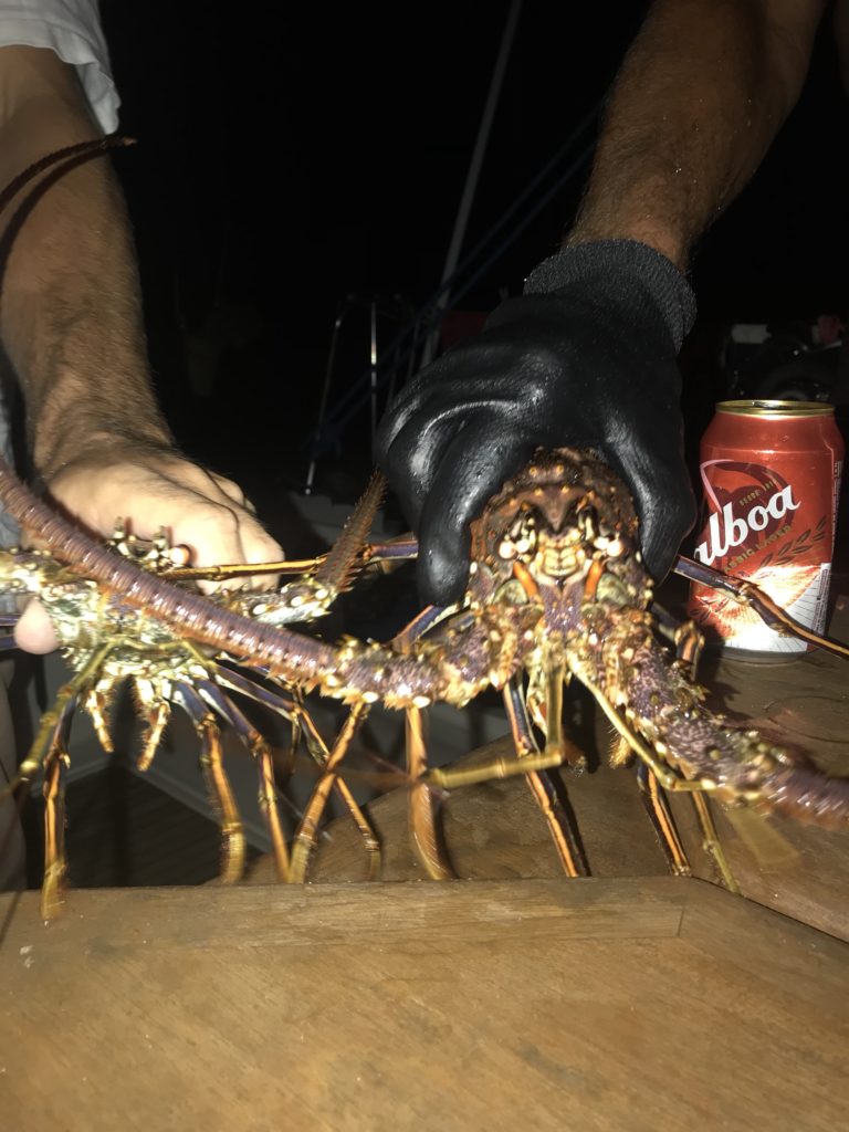 Dinner - lobsters!