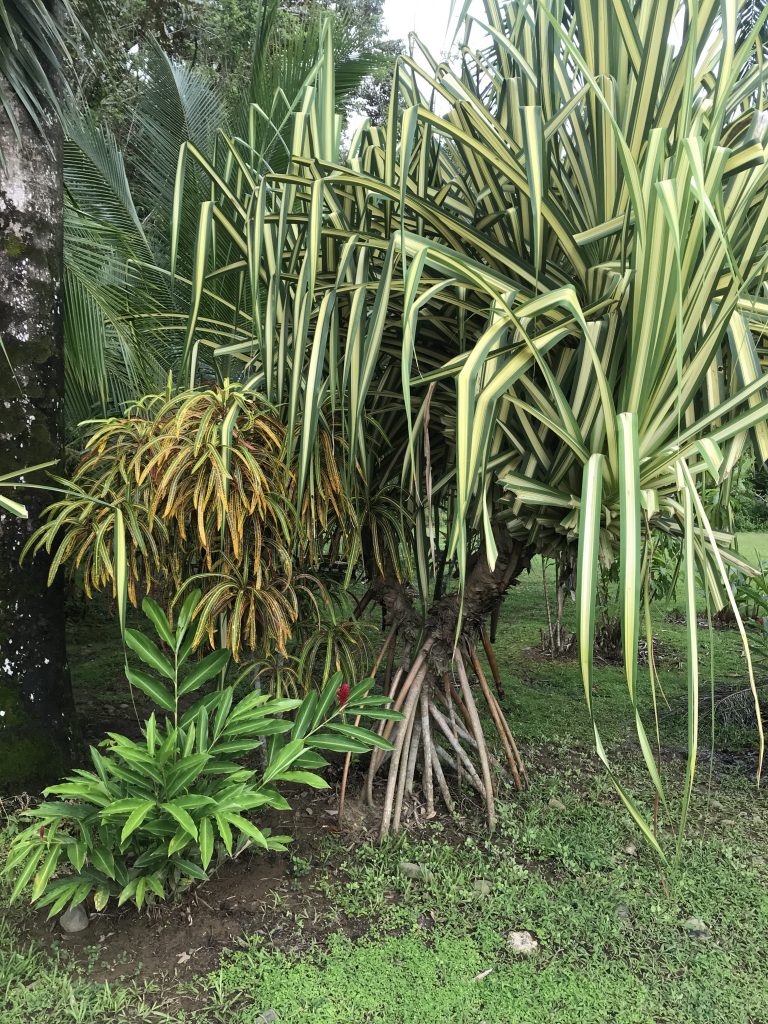 Beautiful tree - do you know what it is?