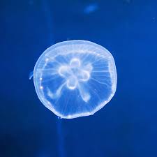 Moon Jelly courtesy of JellyTank