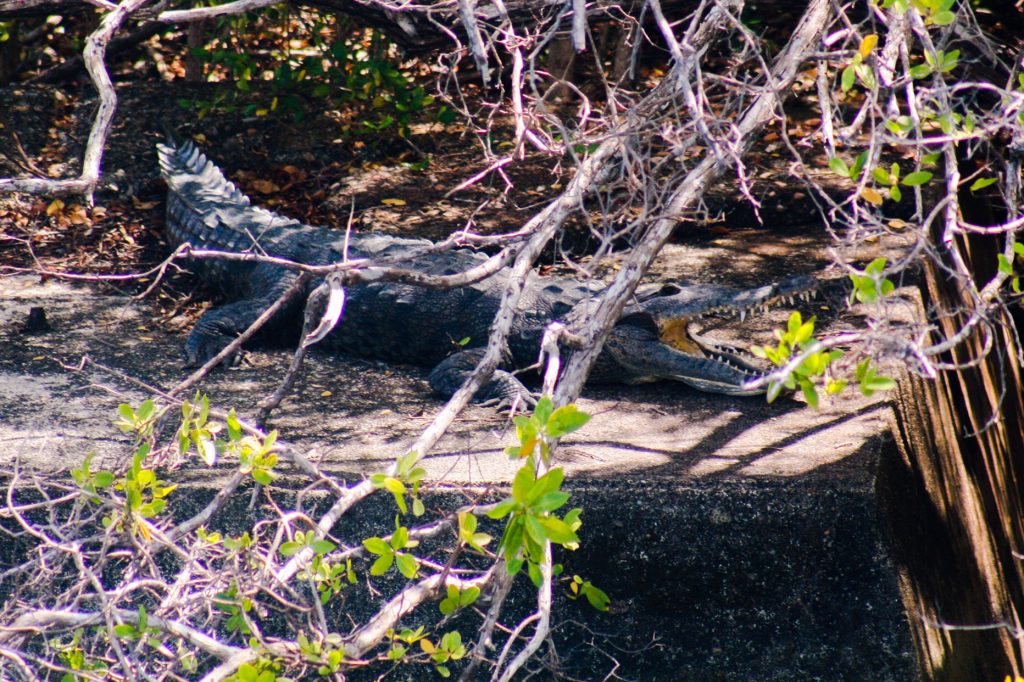 Crocodile pet that hangs out at Shelter Bay Marina
