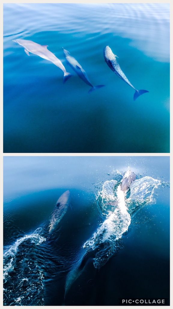 Dolphins swam with us on the way to La Playita