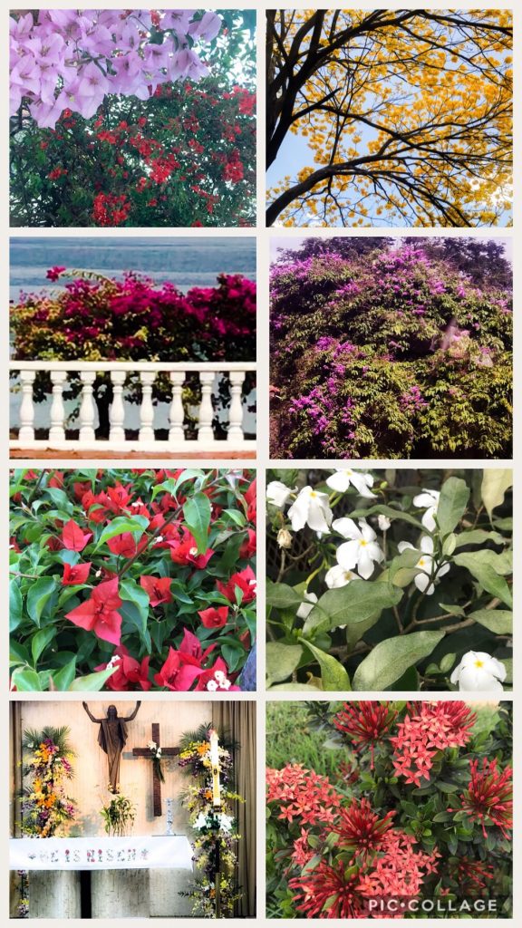 Blooms in Panama