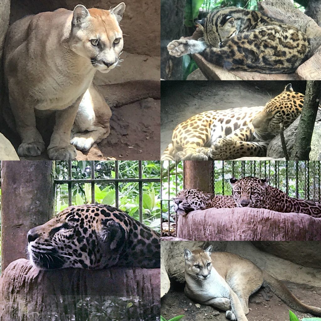 Big Cats at La Paz Sanctuary