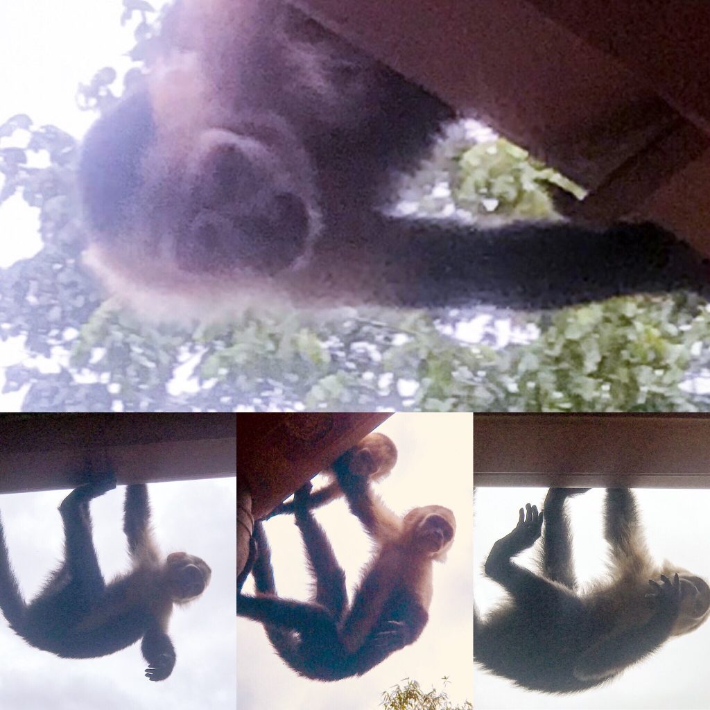 White Faced Capuchin Monkeys