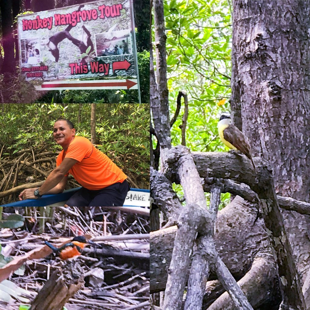 Monkey Mangrove Tour with Crazy Alex