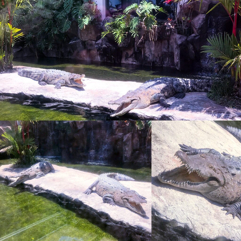 Paco and Luna Crocs at Croc's Casino and Beach Resort