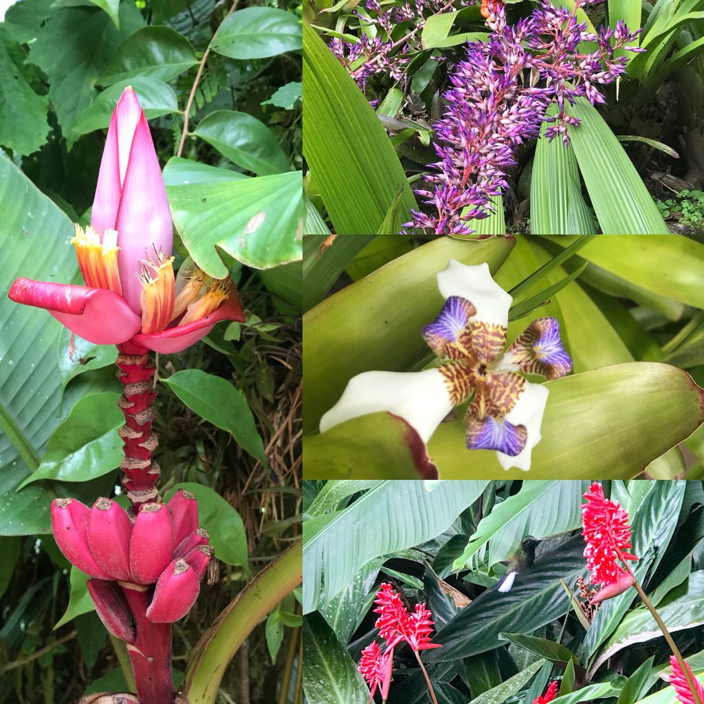 Flora at La Paz