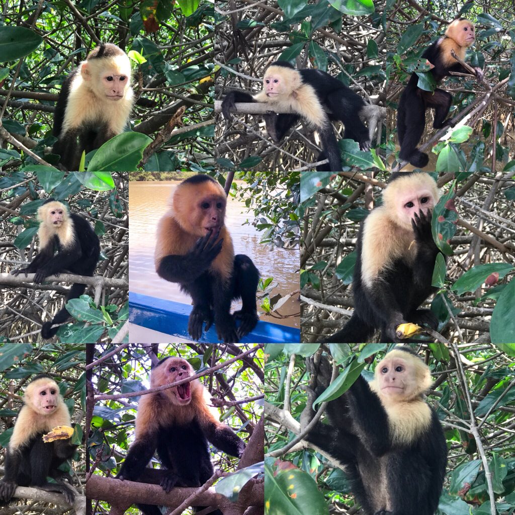 White Face Capuchin Monkeys