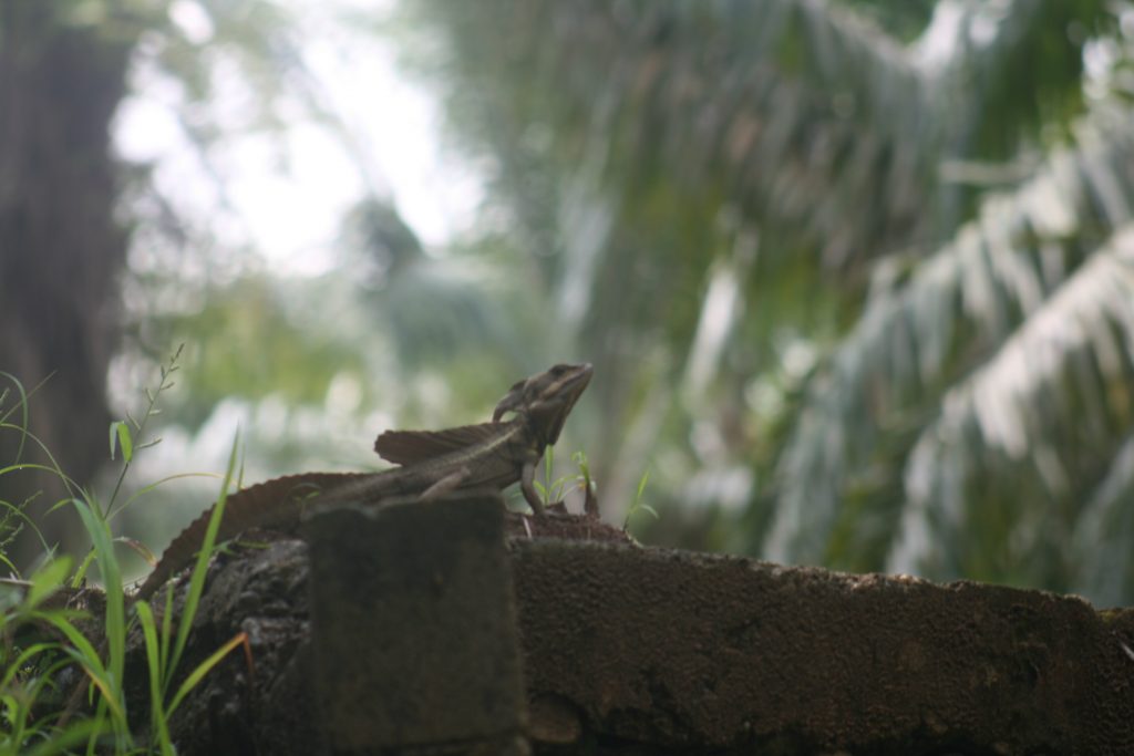 Jesus Christ Lizard
