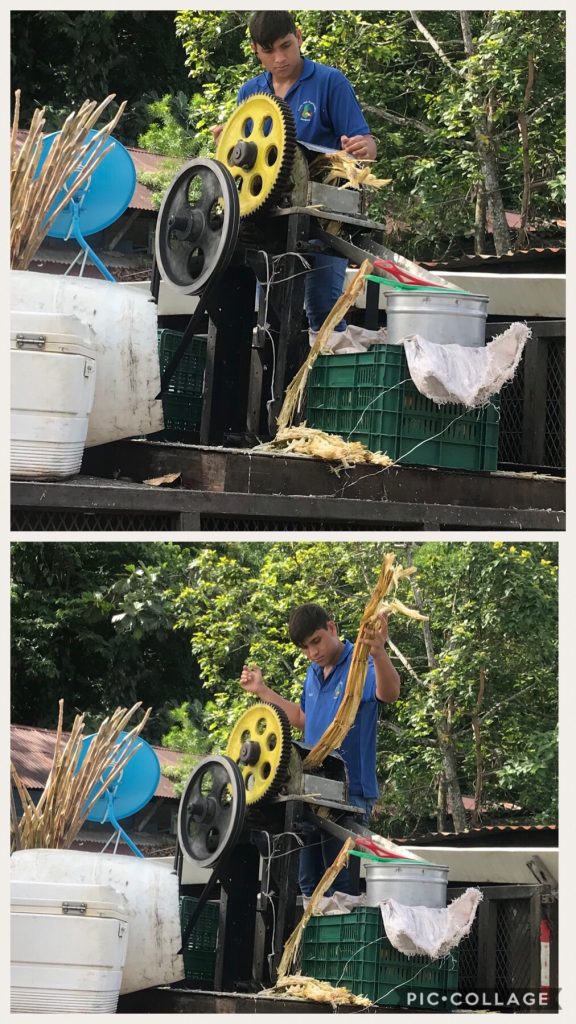 Squeezing the sugar cane
