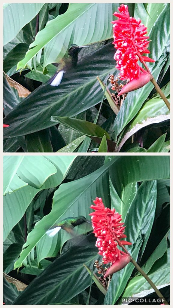 Beautiful Hummingbird Enjoying Nectar