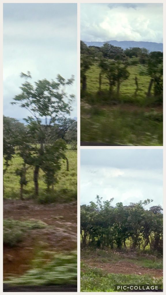 Little blurry, but tree fences are prevalent all around Costa Rica