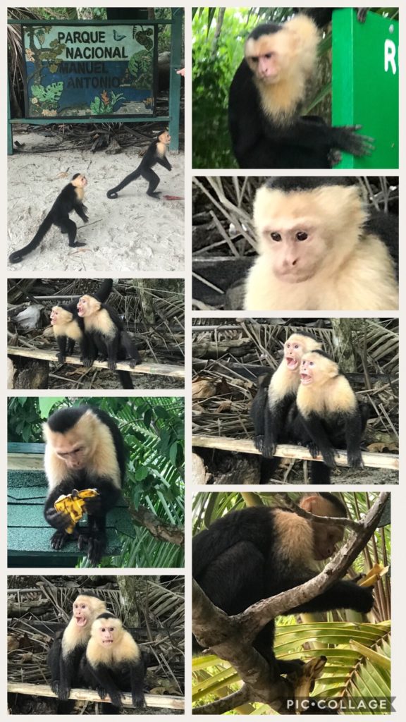 Beautiful sandy beaches at Manuel Antonio Park