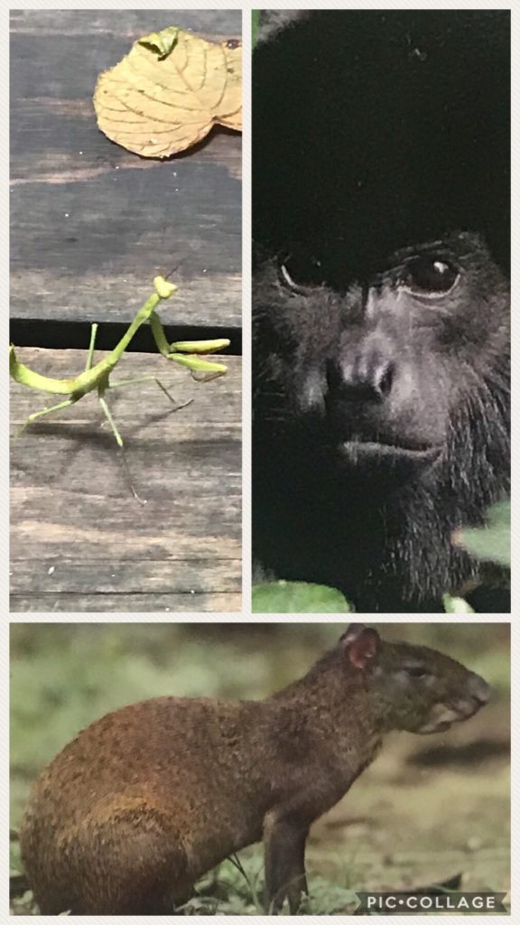 Wildlife at the park