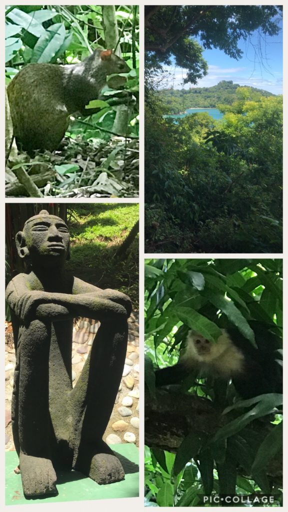 Agouti and Monkeys at Tulemar Resort