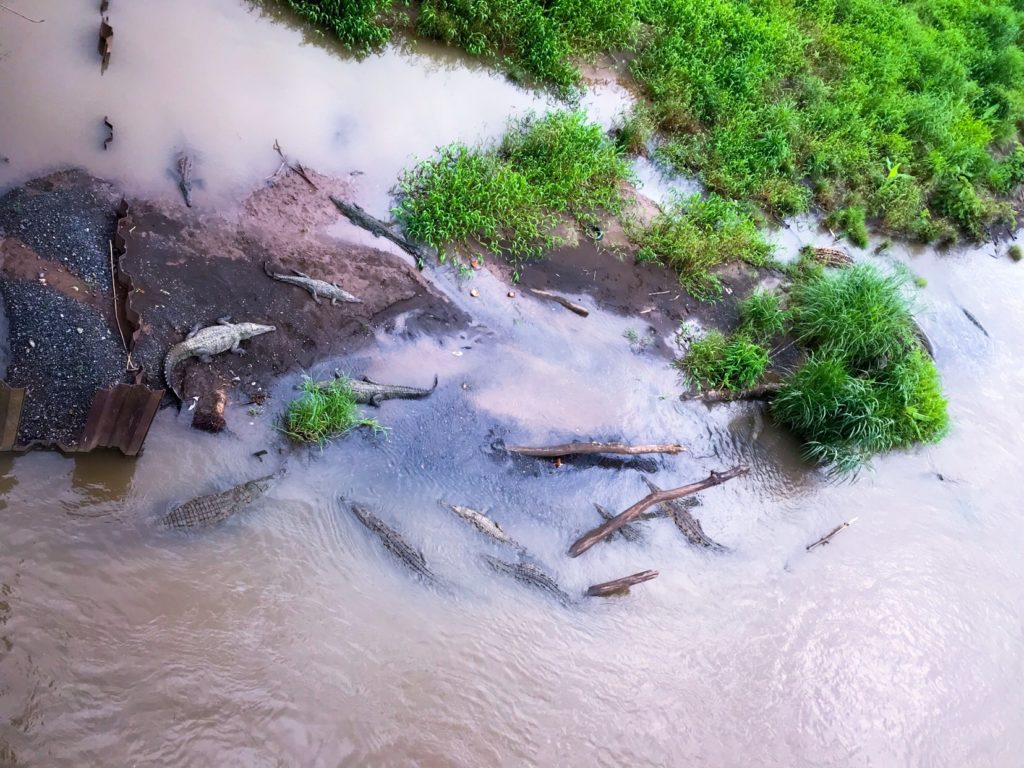 https://news.co.cr/costa-rican-mayor-taken-task-dangerous-crocodile-viewing-bridge/62990/