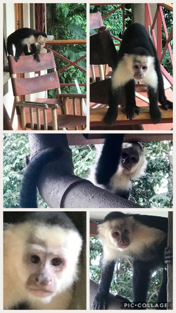 Monkey Love