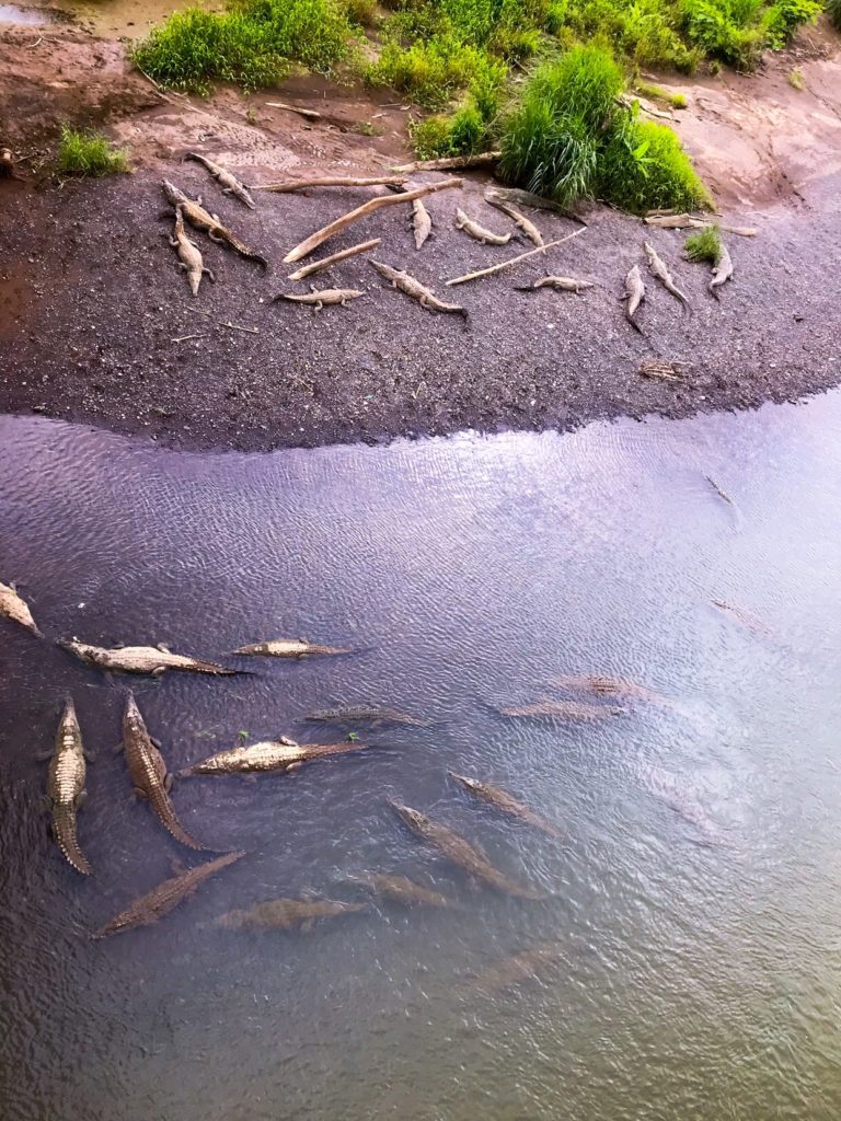 Crocodile Bridge over Tarcoles River