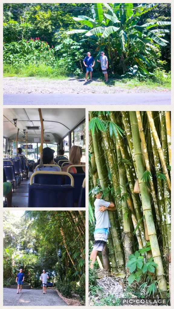 Bamboo Love and Bus Ride