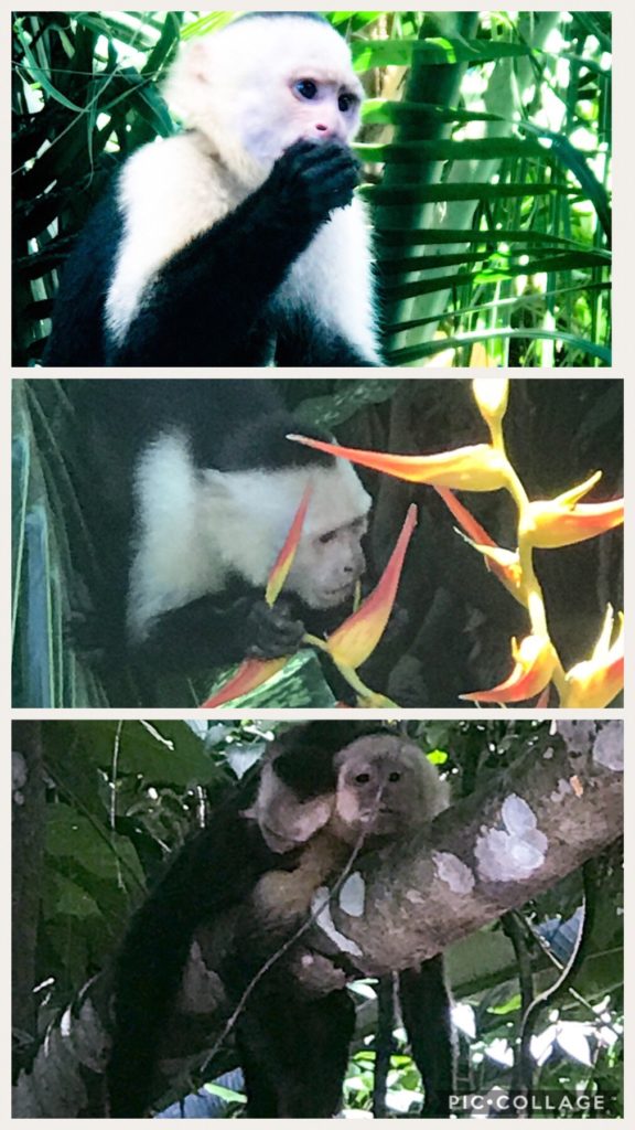 Capuchin Monkeys Near MA Park