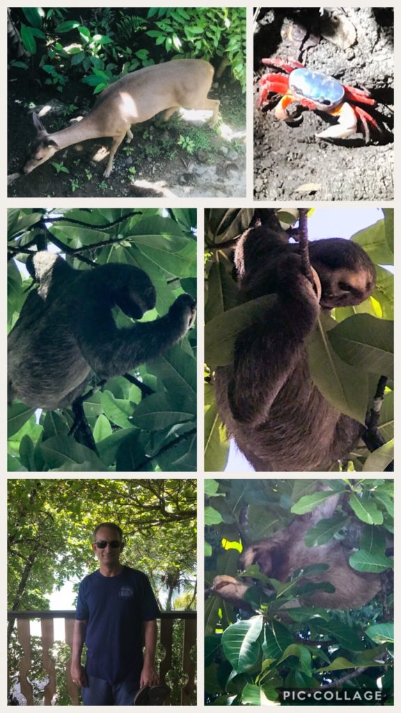 3-Toed Sloth at the Park