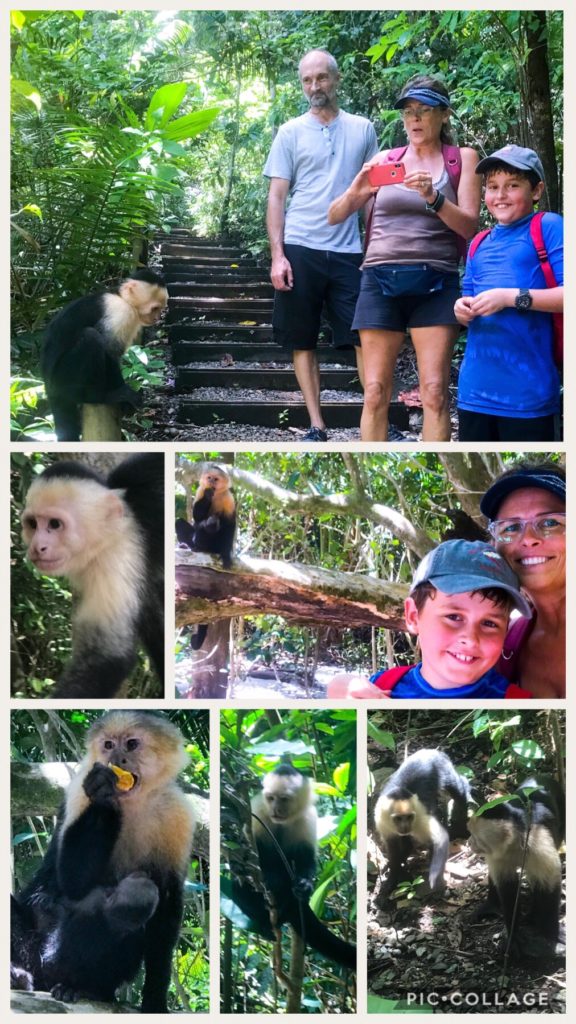 Monkey Madness at the Park