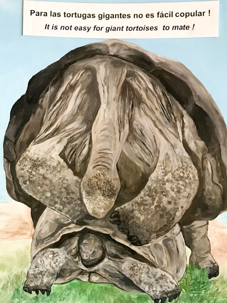 Not so easy for tortoises to breed