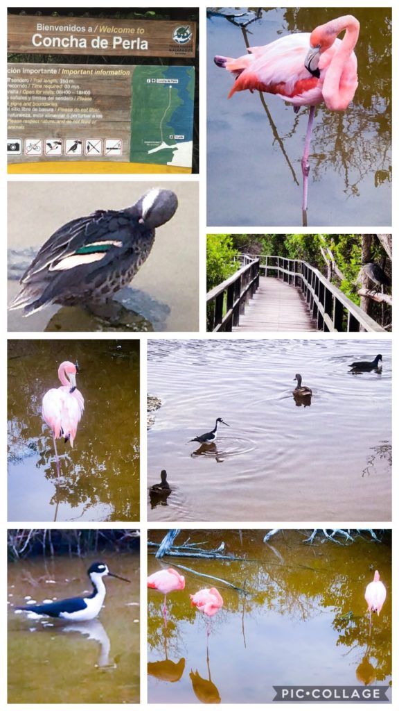 Concha de Perla Bird Paradise
