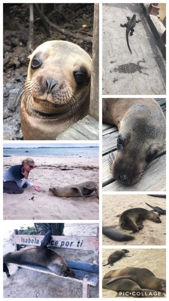 Sea Wolves Take Over the Islands