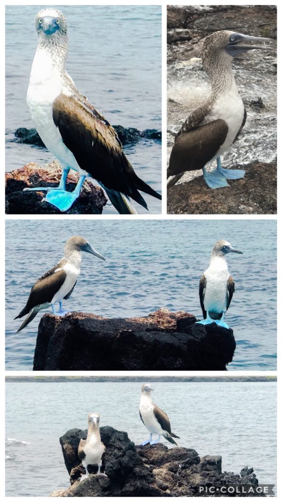 Blue Foot Boobies