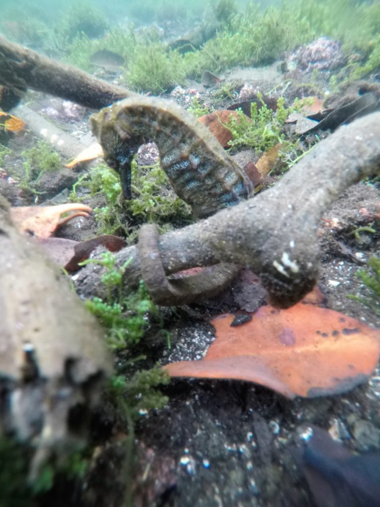Regal Sea Horse
