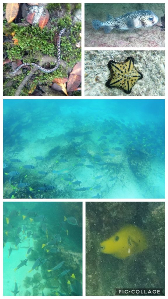 Cool Treasures of the Sea
