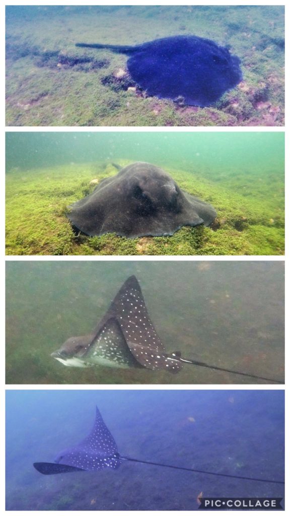 Marble Ray & Spotted Eagle Ray