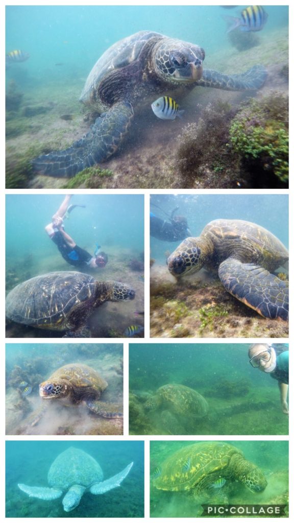 Pacific Green Sea Turtles