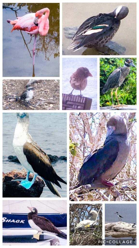 Galapagos Birds