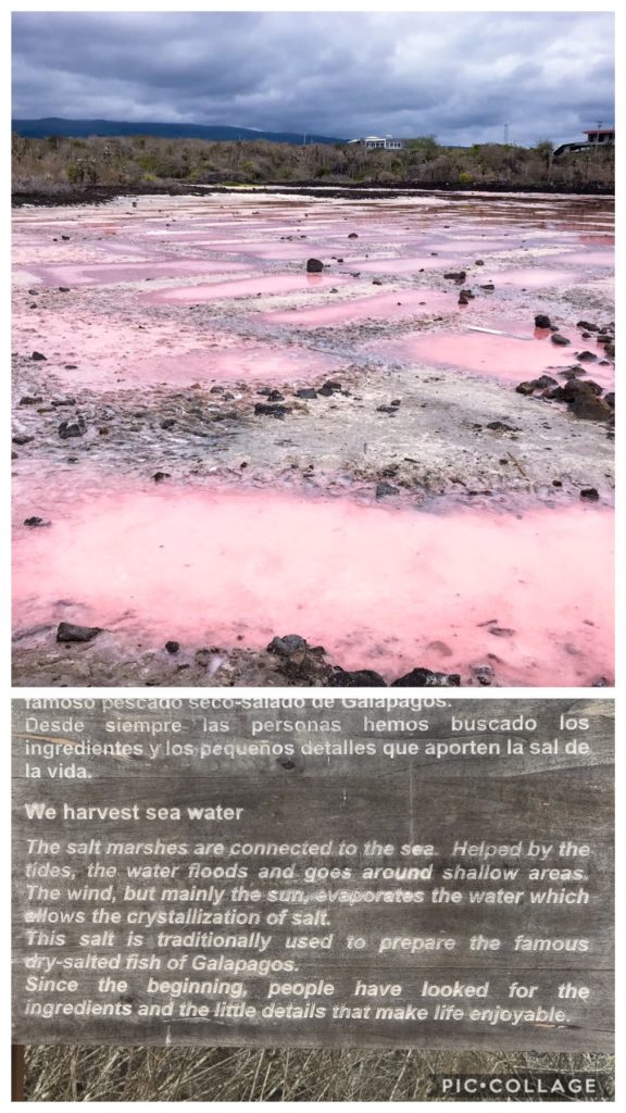 Galapagos Salt Pond