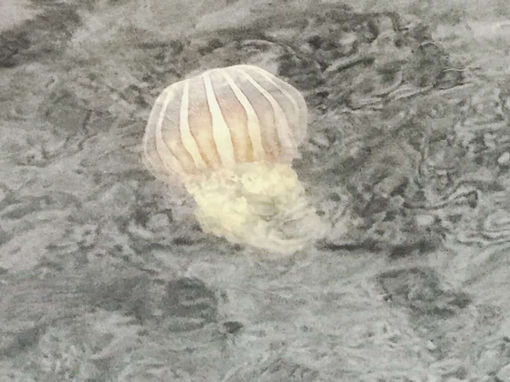 Giant jelly fish all over the marina entrance