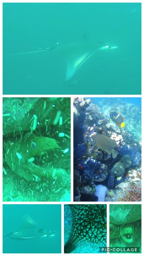 Kicker Rock Underwater Creatures