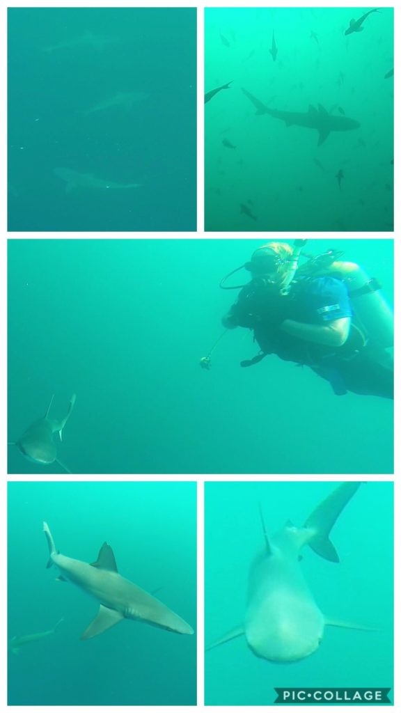 Swimming with Sharks