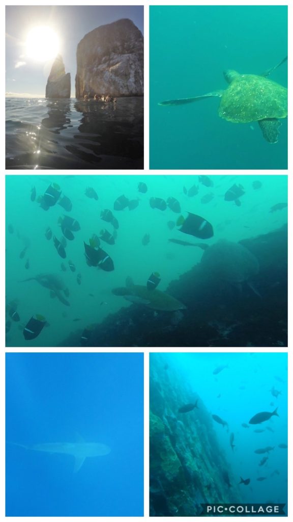 Kicker rock Fish