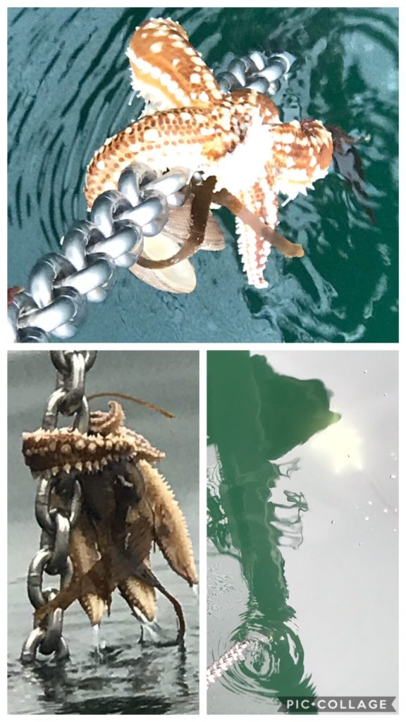 Starfish Hitchhiker