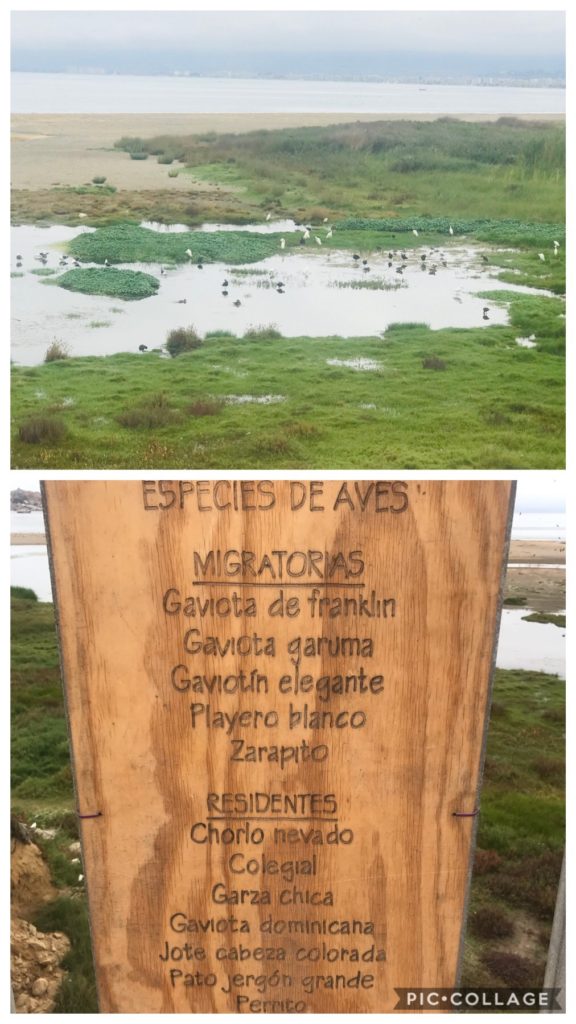 Seagull Preserve