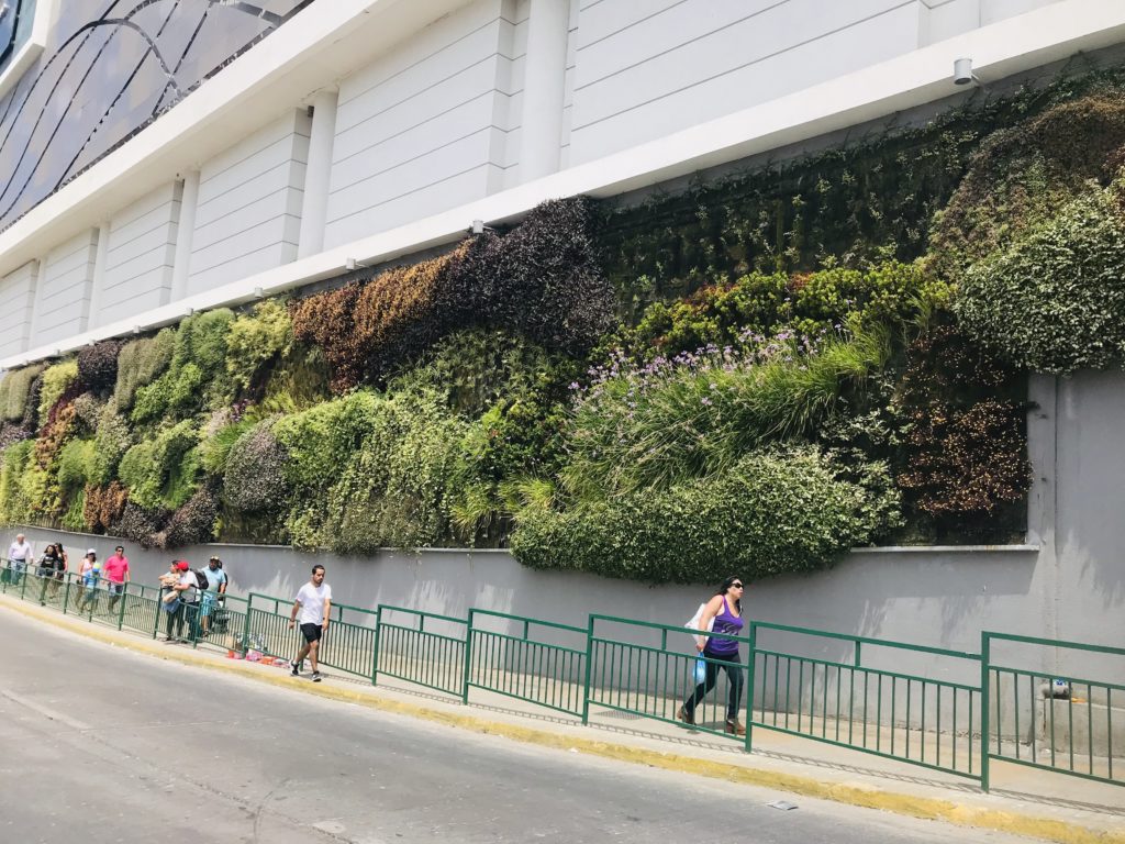 Living wall on side of mall, Coquimbo